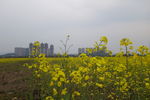 油菜花