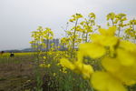 油菜花田
