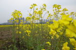 油菜花