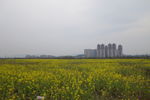 油菜花