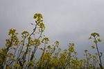 油菜花