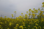 油菜花