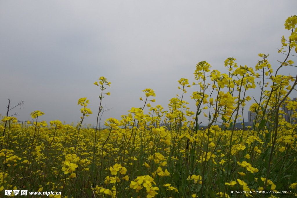 油菜花