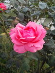 月季花