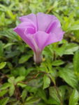 牵牛花