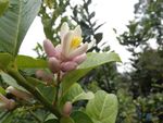 香橼