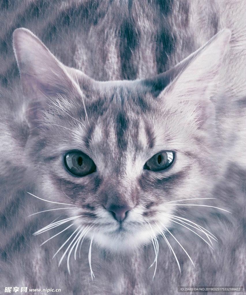 数码猫咪