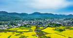 油菜花