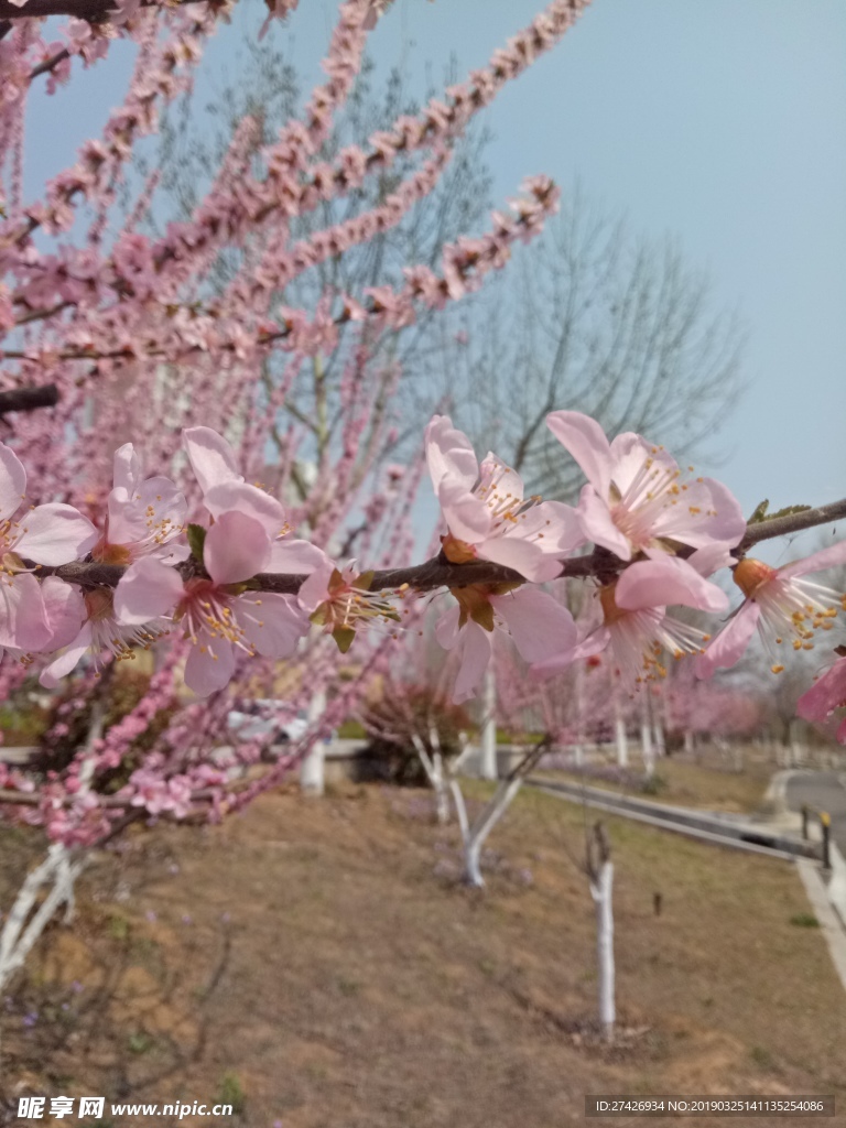 桃花   粉色花朵 花朵