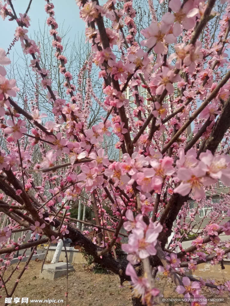 桃花   桃林   春色