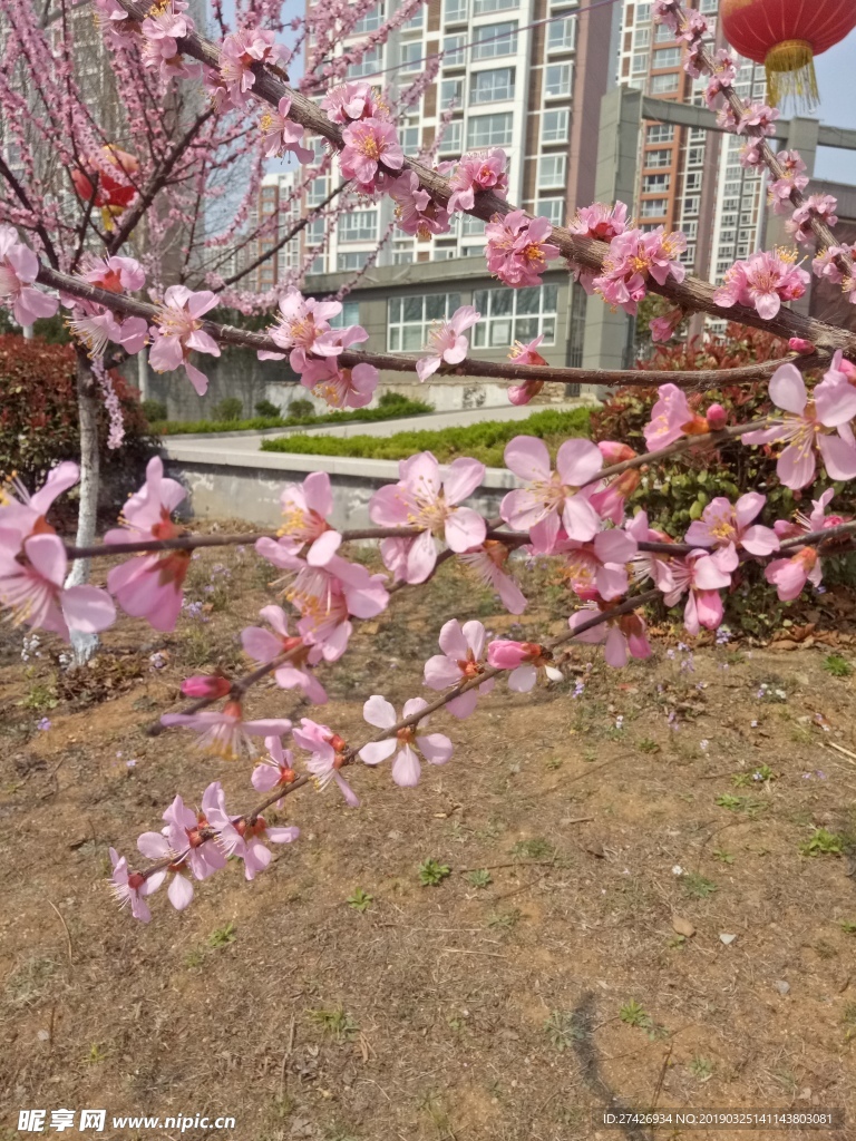 桃花   粉色花朵 花朵