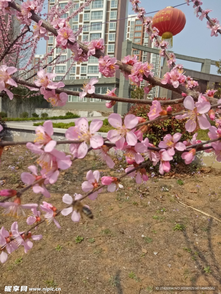 桃花 花朵   自然景观