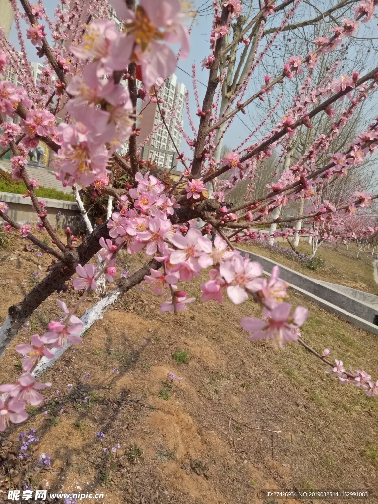 桃花  粉色花朵 花朵