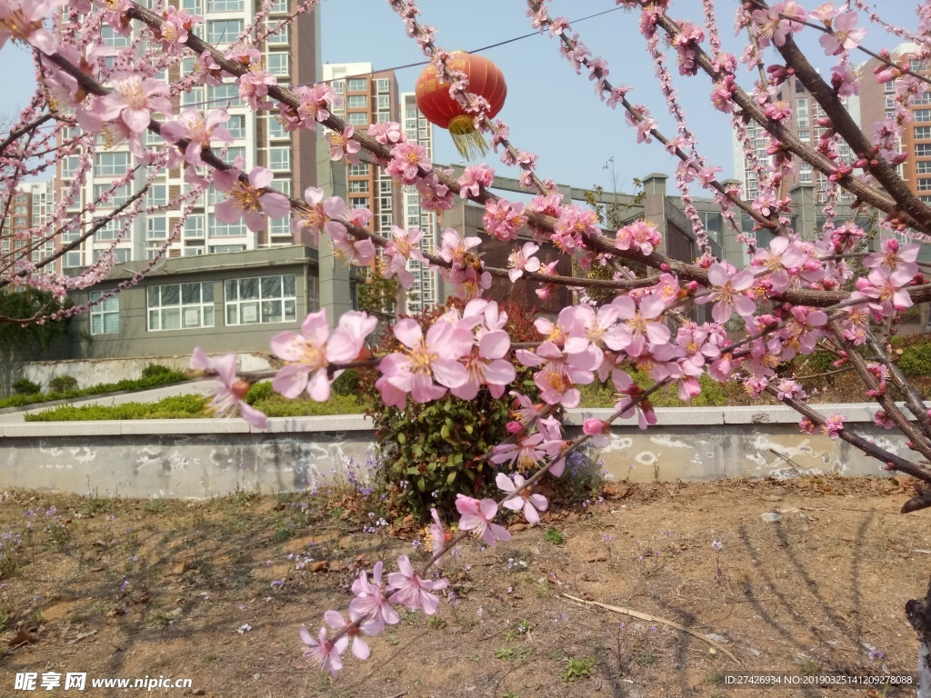 桃花    粉色     花朵