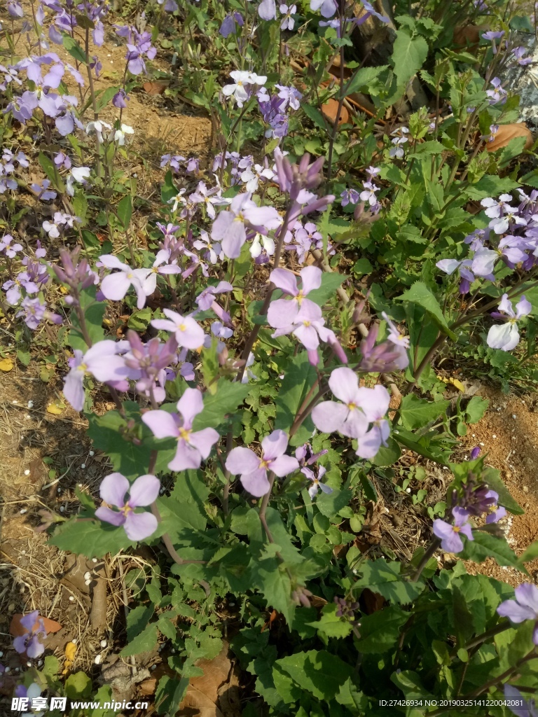 花朵   田园风光    花圃