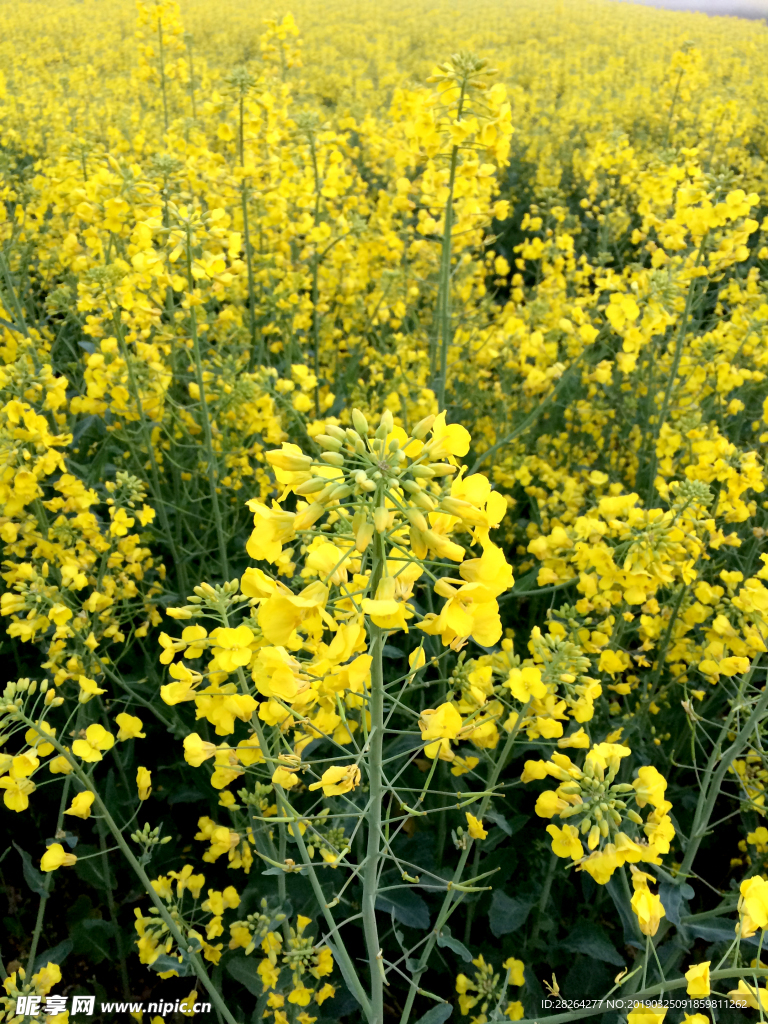 油菜花