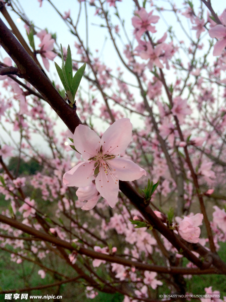 桃花