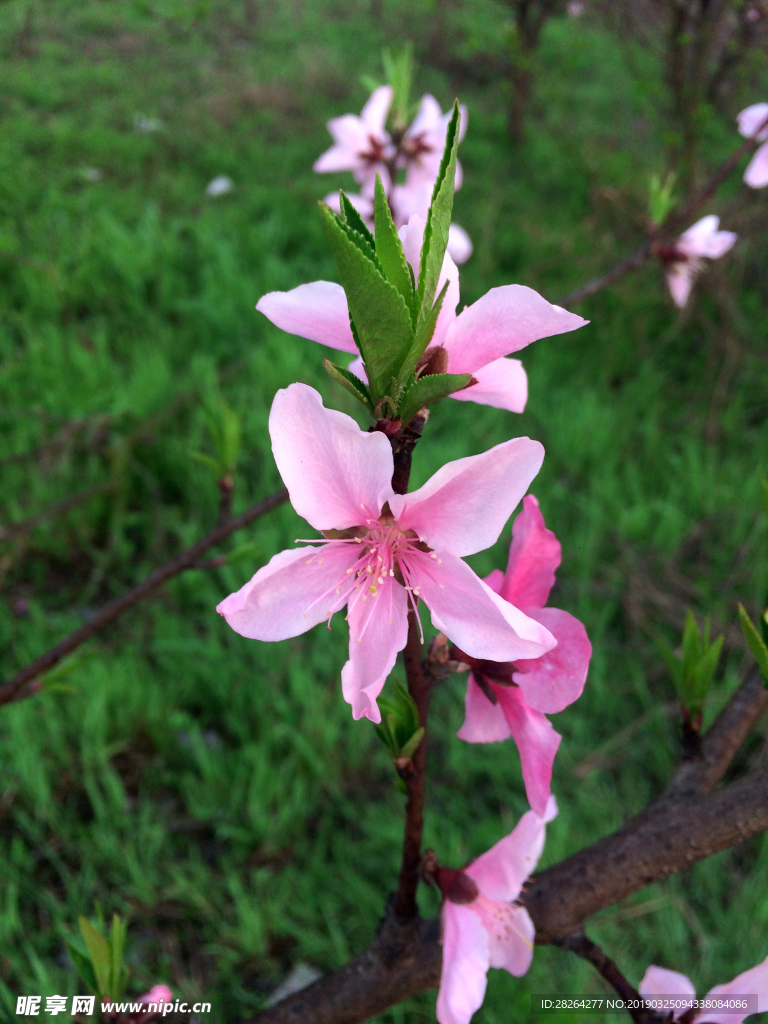 桃花