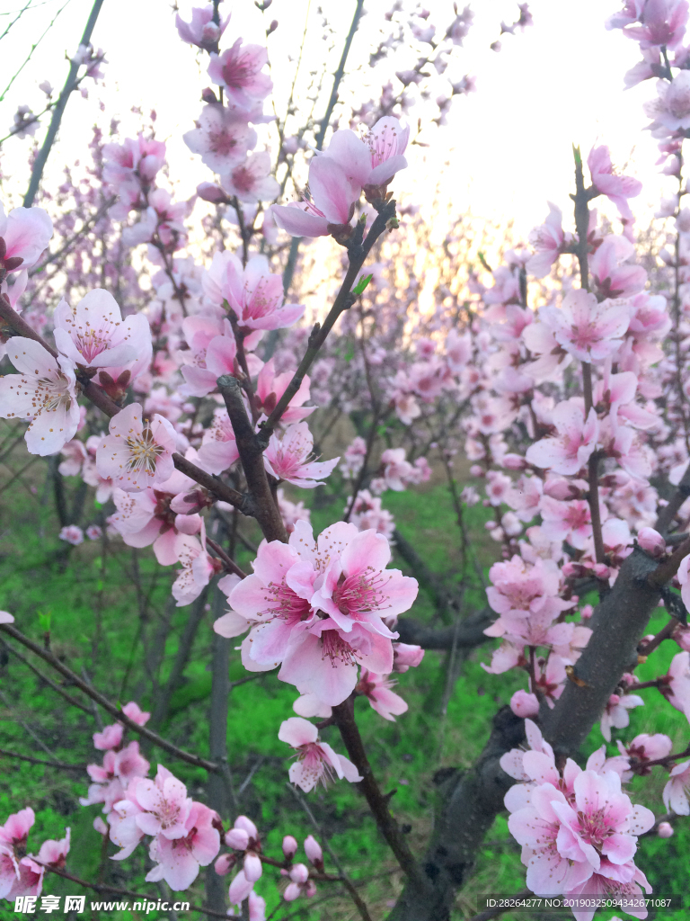 桃花