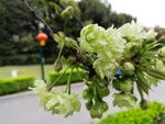 绿色樱花