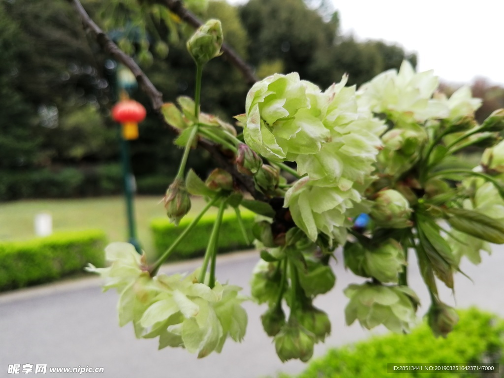 绿色樱花