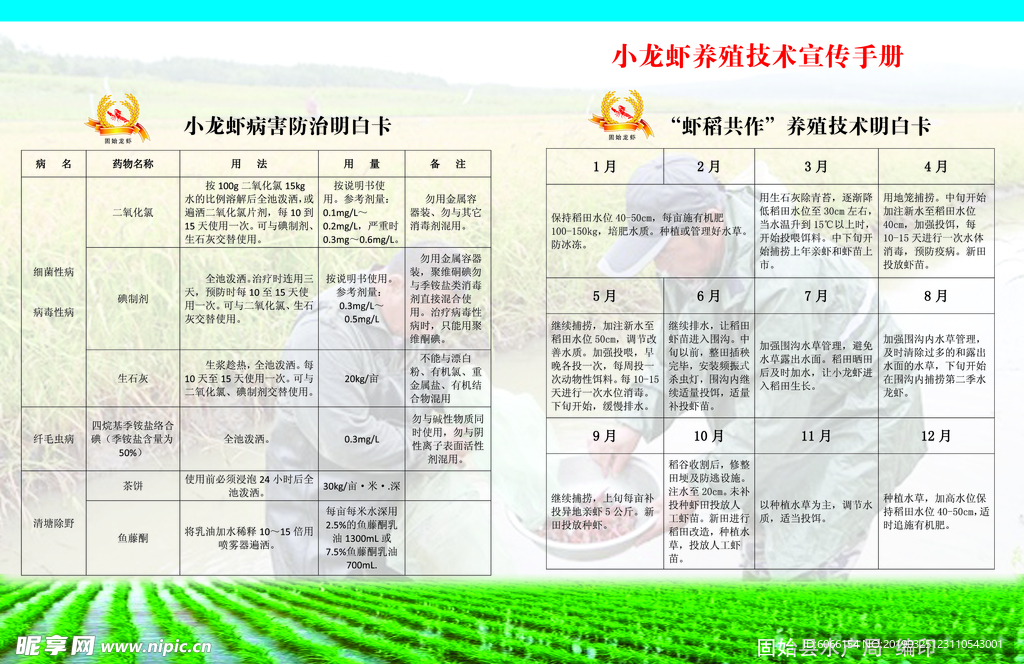 稻虾共作绿色高产高效模式挂图