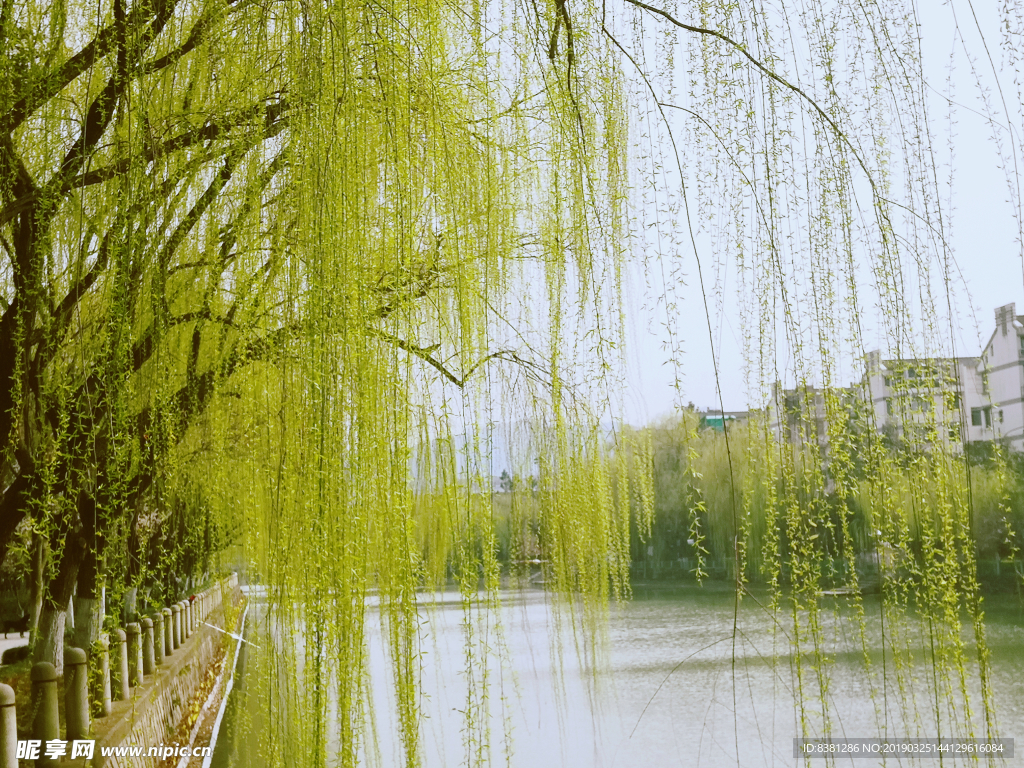 河边的杨柳树