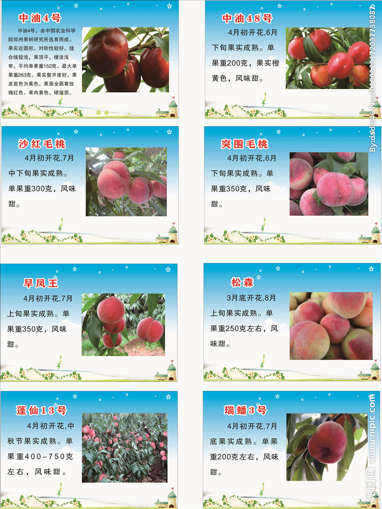 桃树品种介绍图片