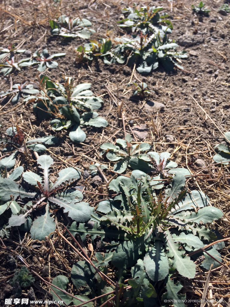 野菜