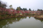 瘦西湖梅花山