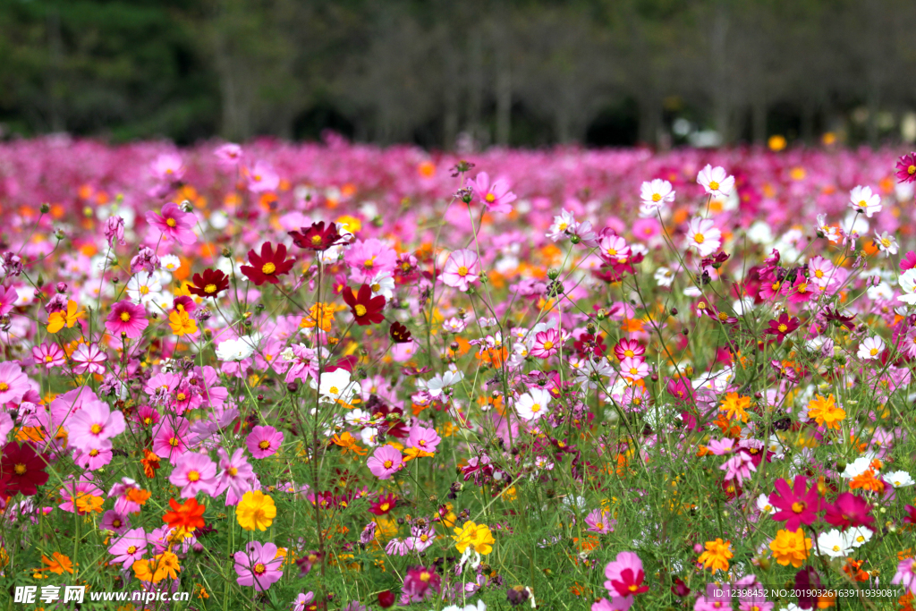 格桑花