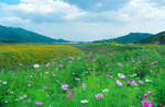格桑花
