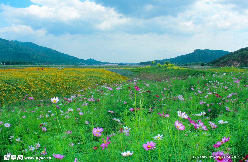 格桑花