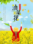 油菜花
