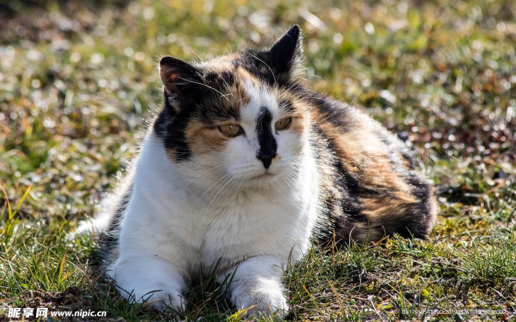 猫