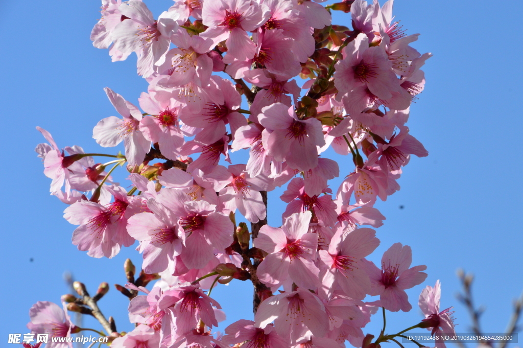 樱花