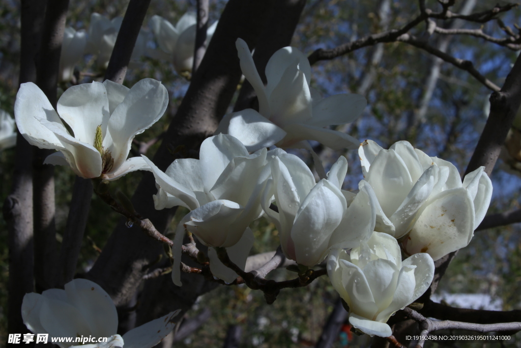 玉兰花
