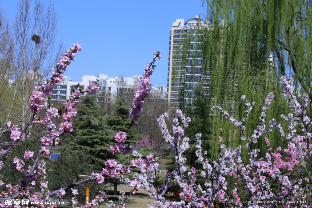 榆叶梅