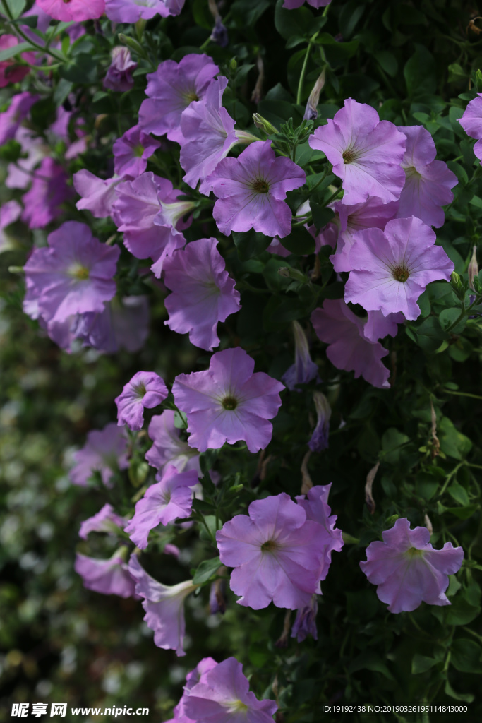 牵牛花
