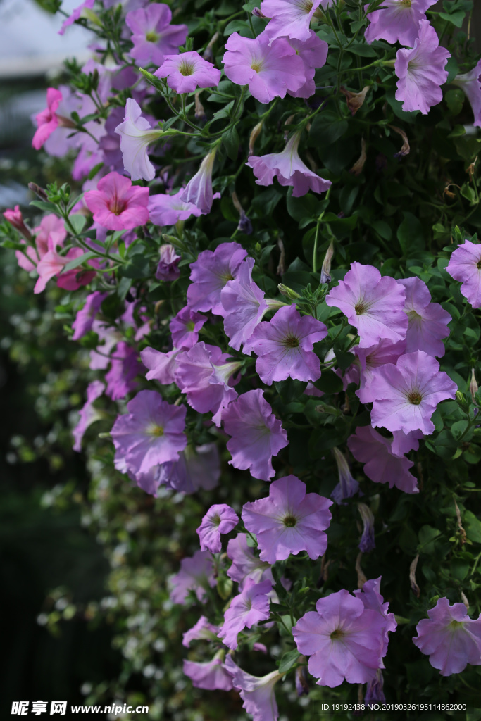 牵牛花