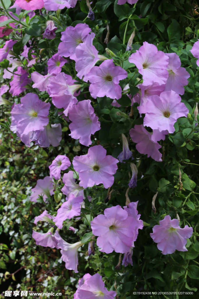 牵牛花