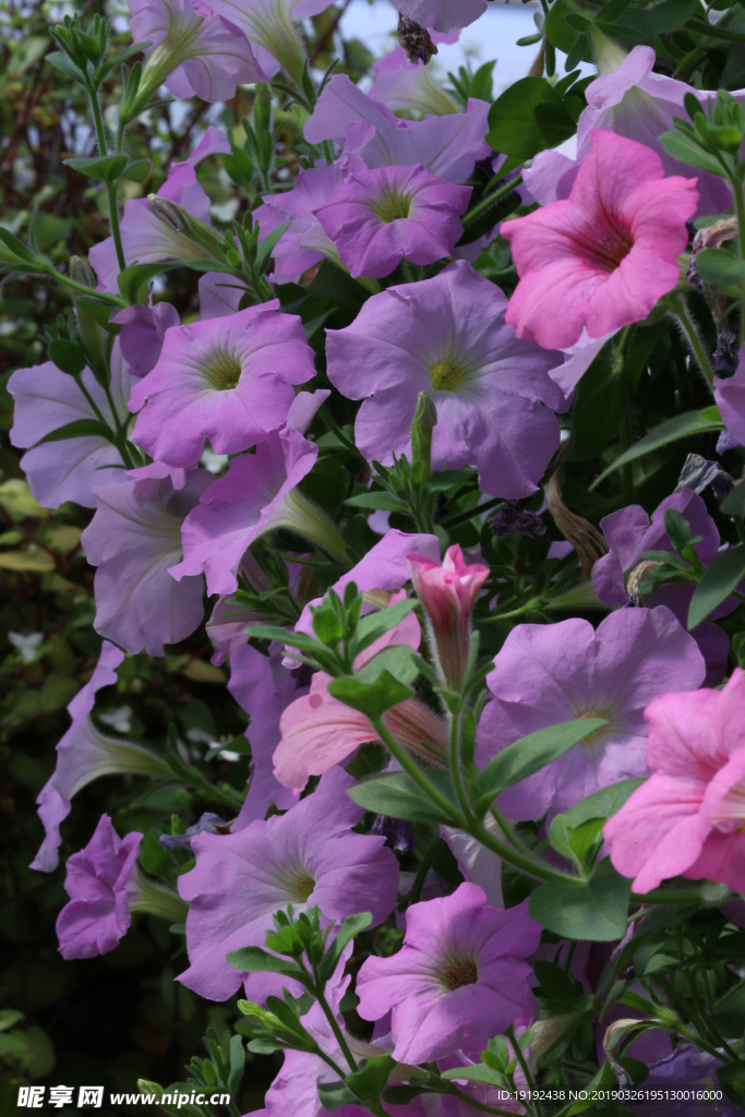 牵牛花