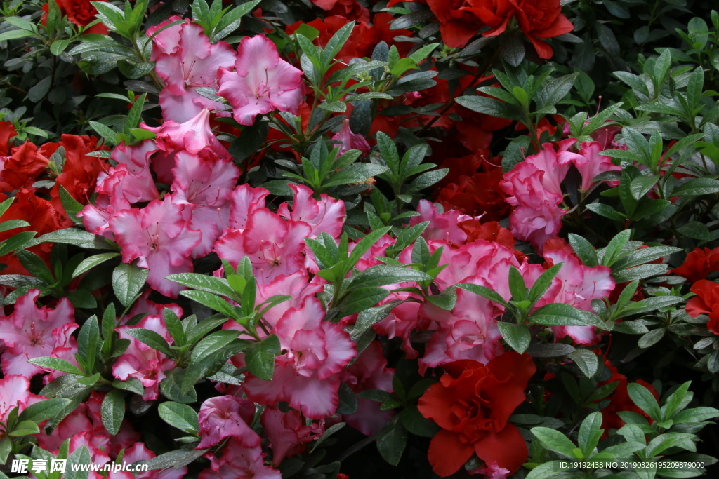 杜鹃花