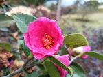 山茶花