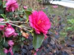 山茶花