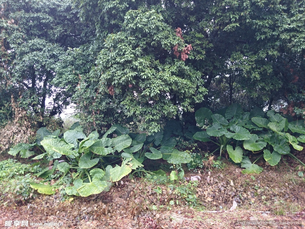 绿色植物