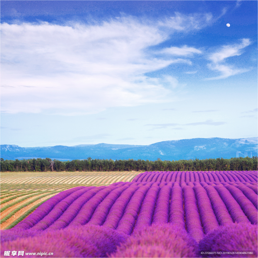 薰衣草地摄影风景