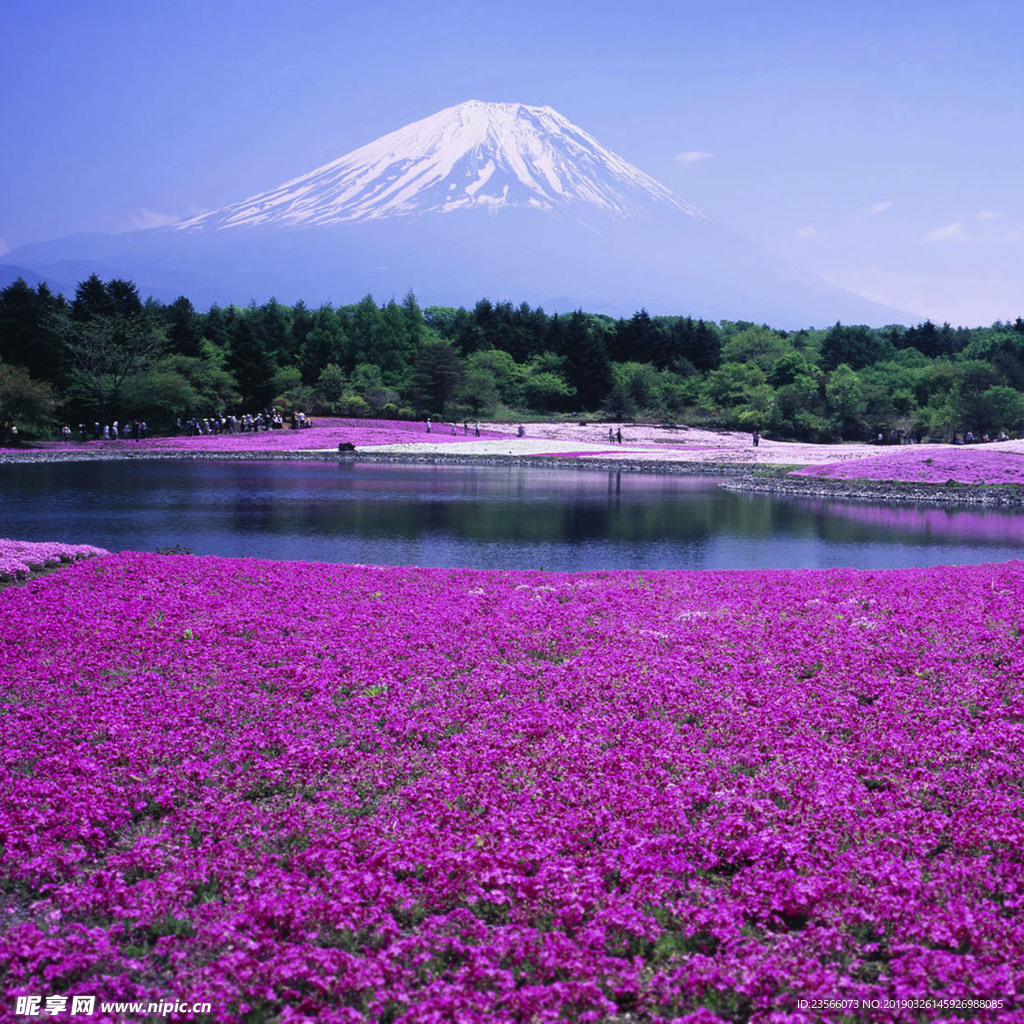 薰衣草地摄影风景
