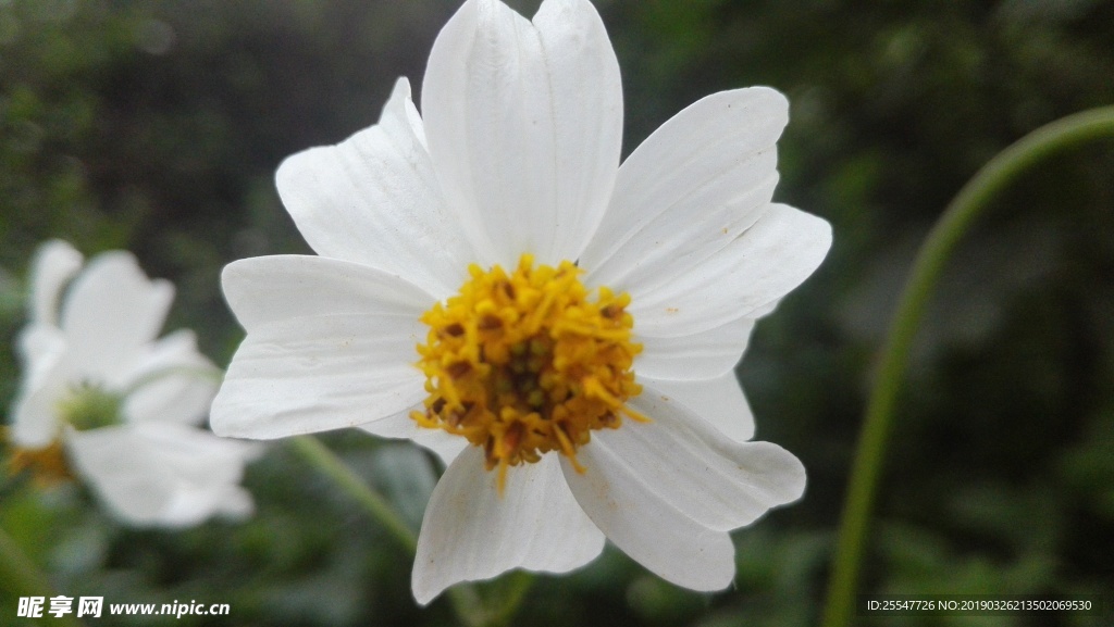 秋英花