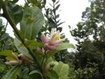 粉色小花